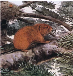 Red Tree Mouse, viva nos topos das florestas da costa do Pacífico